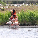 Flamingos im Zwillbrocker Venn (c) W. Scharlau