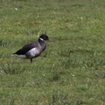 black-bellied-brent-goose1-rf-ms-140415-mw