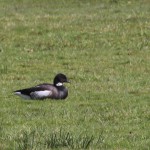 black-bellied-brent-goose3-rf-ms-140415-mw1