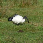 heiliger-ibis1-rf-ms-221115-lk